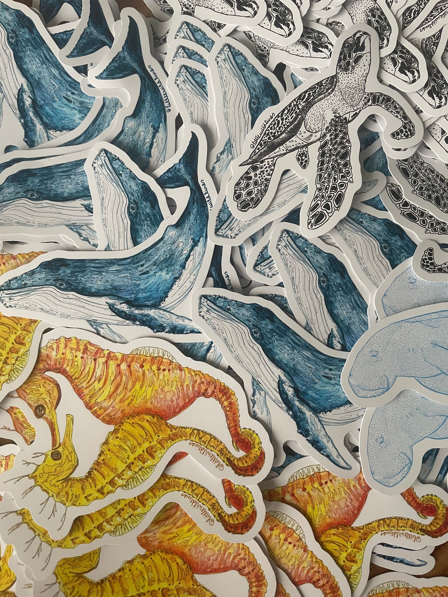 Turtle Sticker